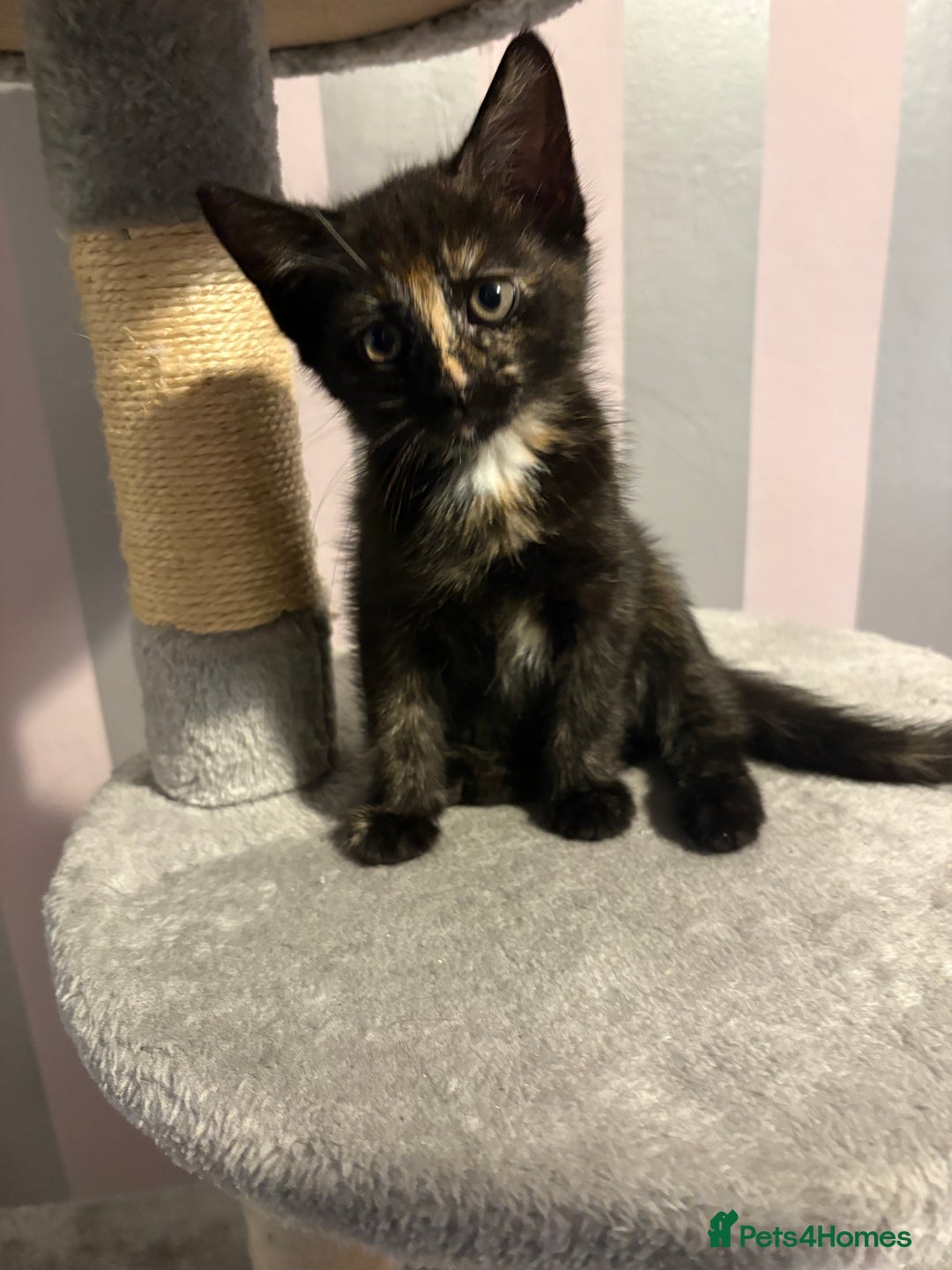 Mixed Breed cats for sale: One female kitten  - Image 1