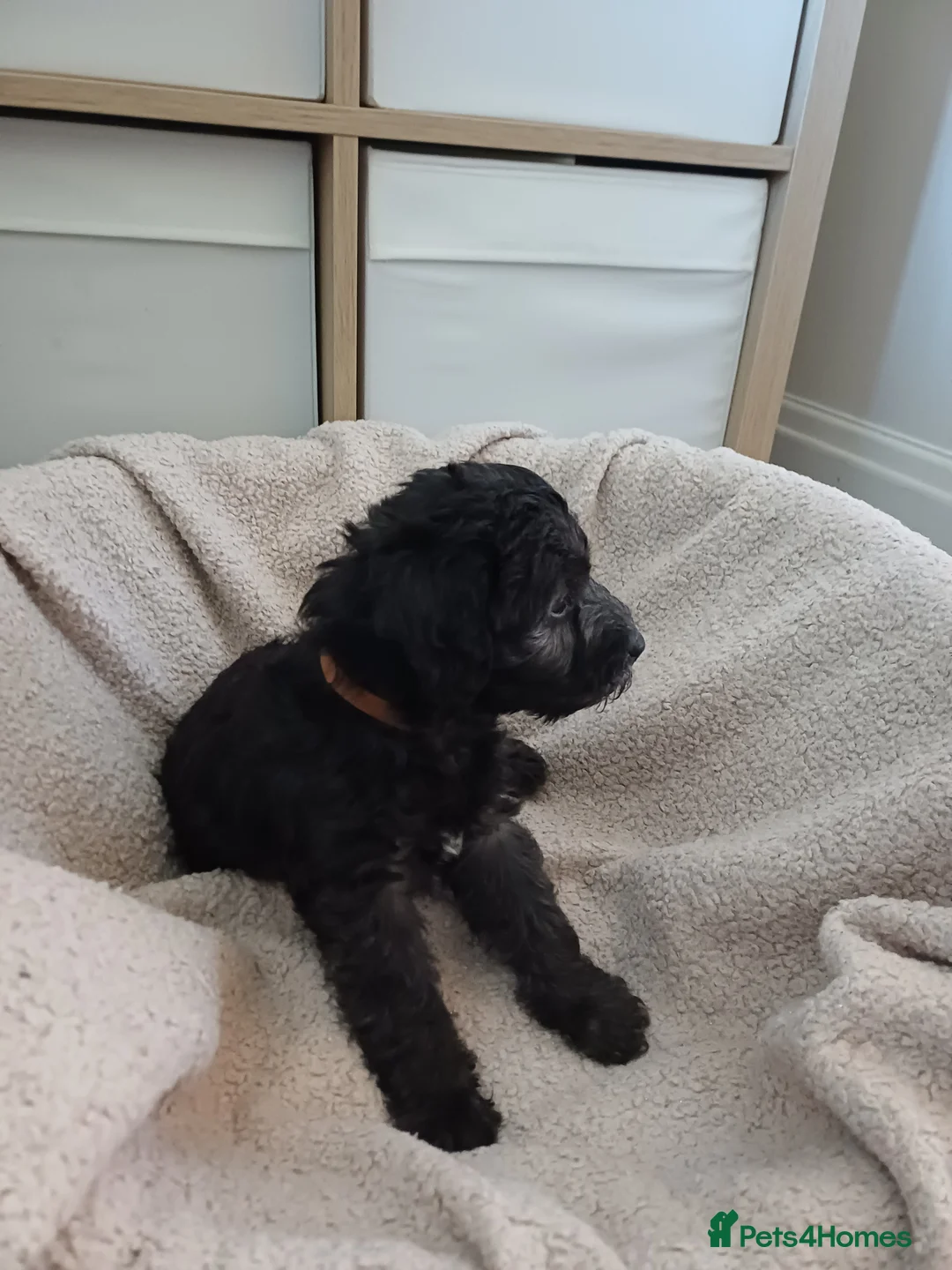 Mixed Breed dogs for sale: Bedlington x Whippet Puppies  - Advert 7