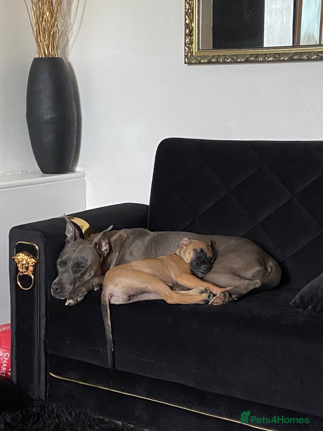 Mixed Breed dogs for sale: Mum and puppy for sale - Image 1