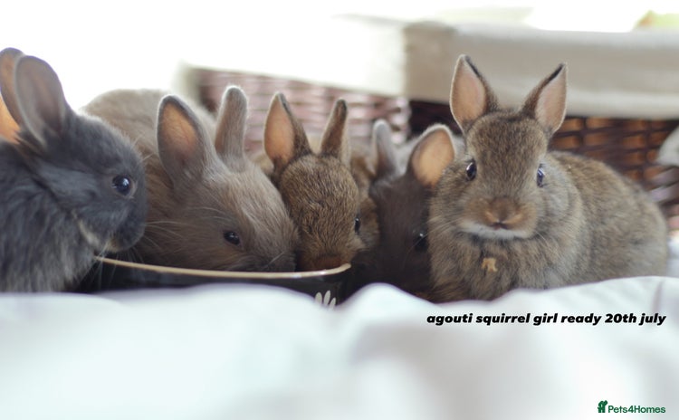 Netherland Dwarf rabbits - Advert 1