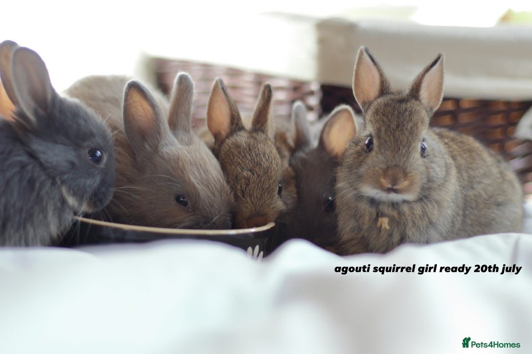 Netherland Dwarf rabbits for sale: pure bred netherland dwarf new litter - Image 1