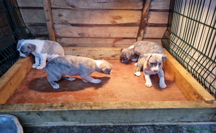 Whippet dogs for sale - Advert 2