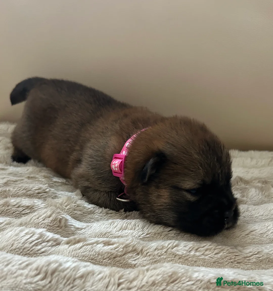 Chow Chow dogs for sale: 7 Stunning Chow Chow Puppies - Advert 11