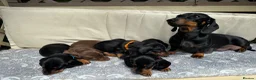 Miniature Dachshund dogs for stud: STUD Mini Dachshund  - Advert 14