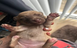 Chihuahua dogs for sale: Chihuahua pups  - Image 2