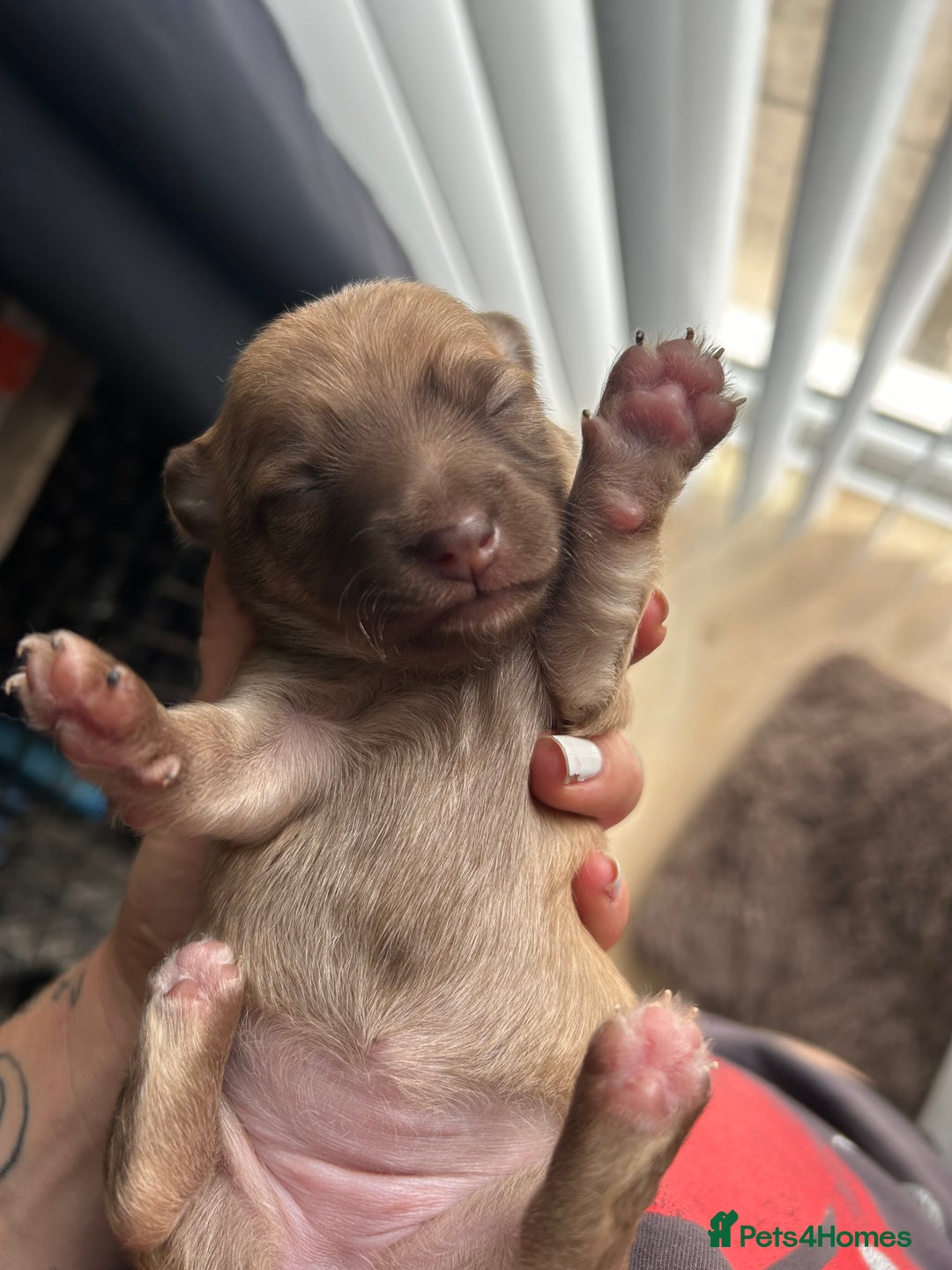 Chihuahua dogs for sale: Chihuahua pups  - Image 2