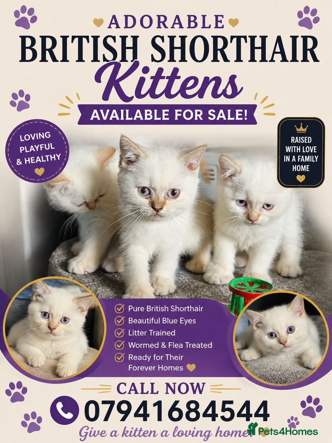 British Shorthair cats Beautiful British Shorthair girls available   - Advert 1