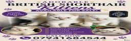 British Shorthair cats for sale: Beautiful British Shorthair girls available   in Basildon - Advert 1
