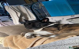 Akita dogs for sale: Dutch  - Image 2