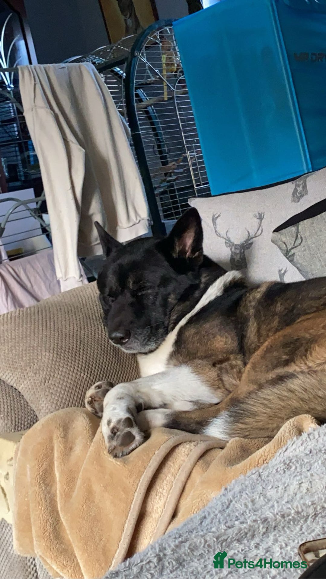 Akita dogs for sale: Dutch  - Image 2