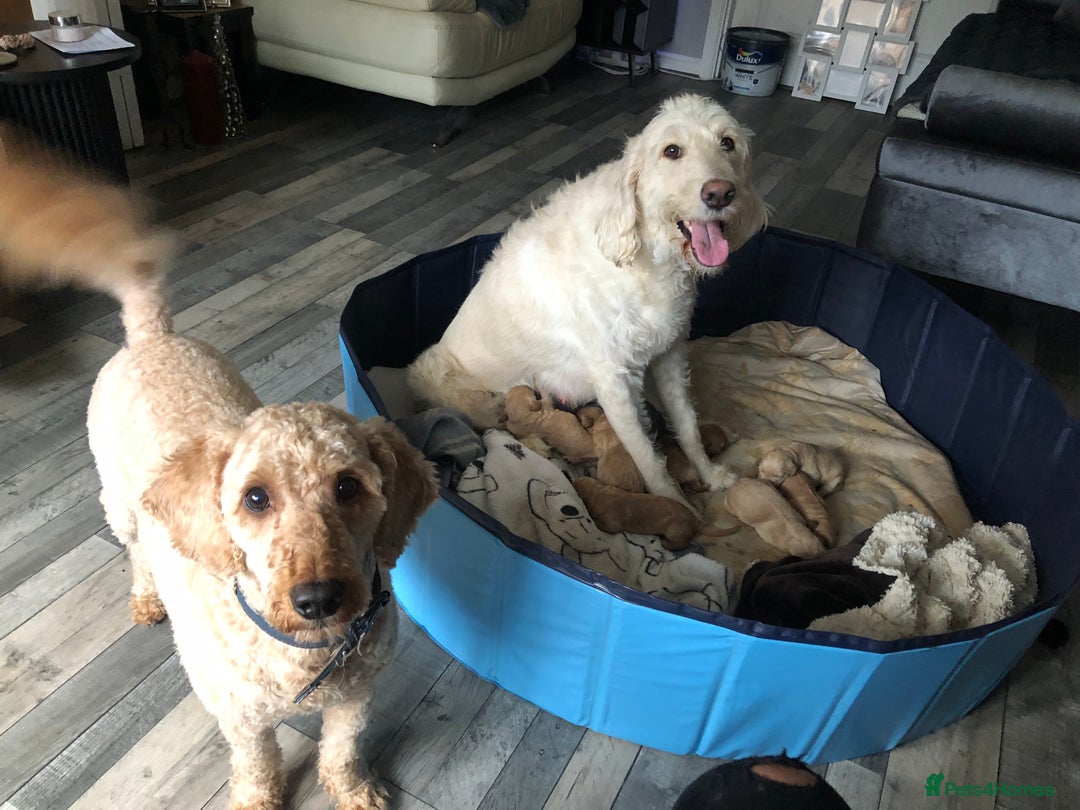 Labradoodle dogs for sale: 8 Beautiful Labradoodle Puppies  - Advert 2
