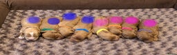 Cavapoo dogs for sale: F1b  adorable cavapoo puppies - Advert 3