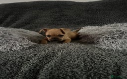 Mixed Breed dogs for sale: Rare breed French Bulldog x English bulldog   - Image 15