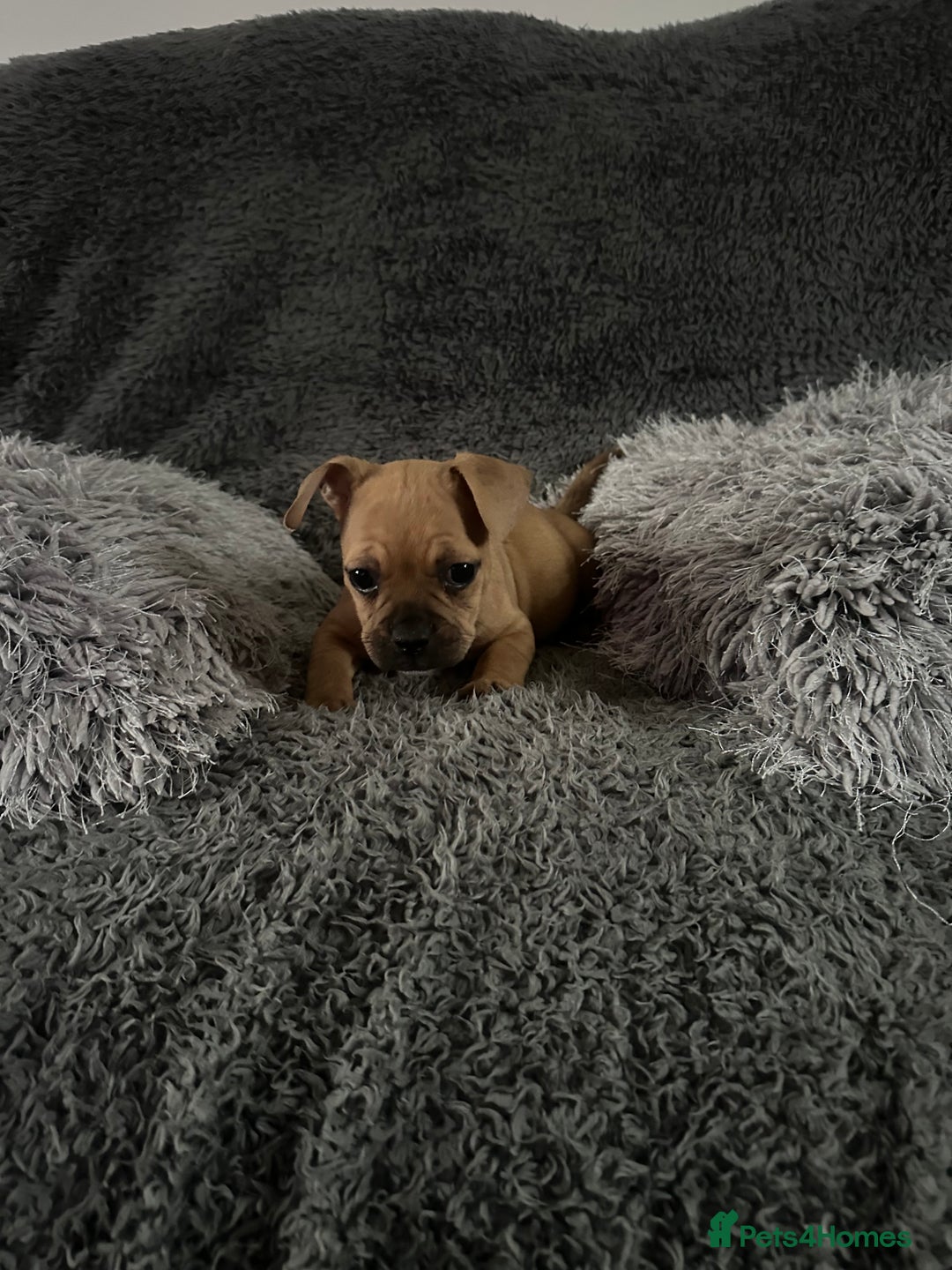 Mixed Breed dogs for sale: Rare breed French Bulldog x English bulldog   - Image 15