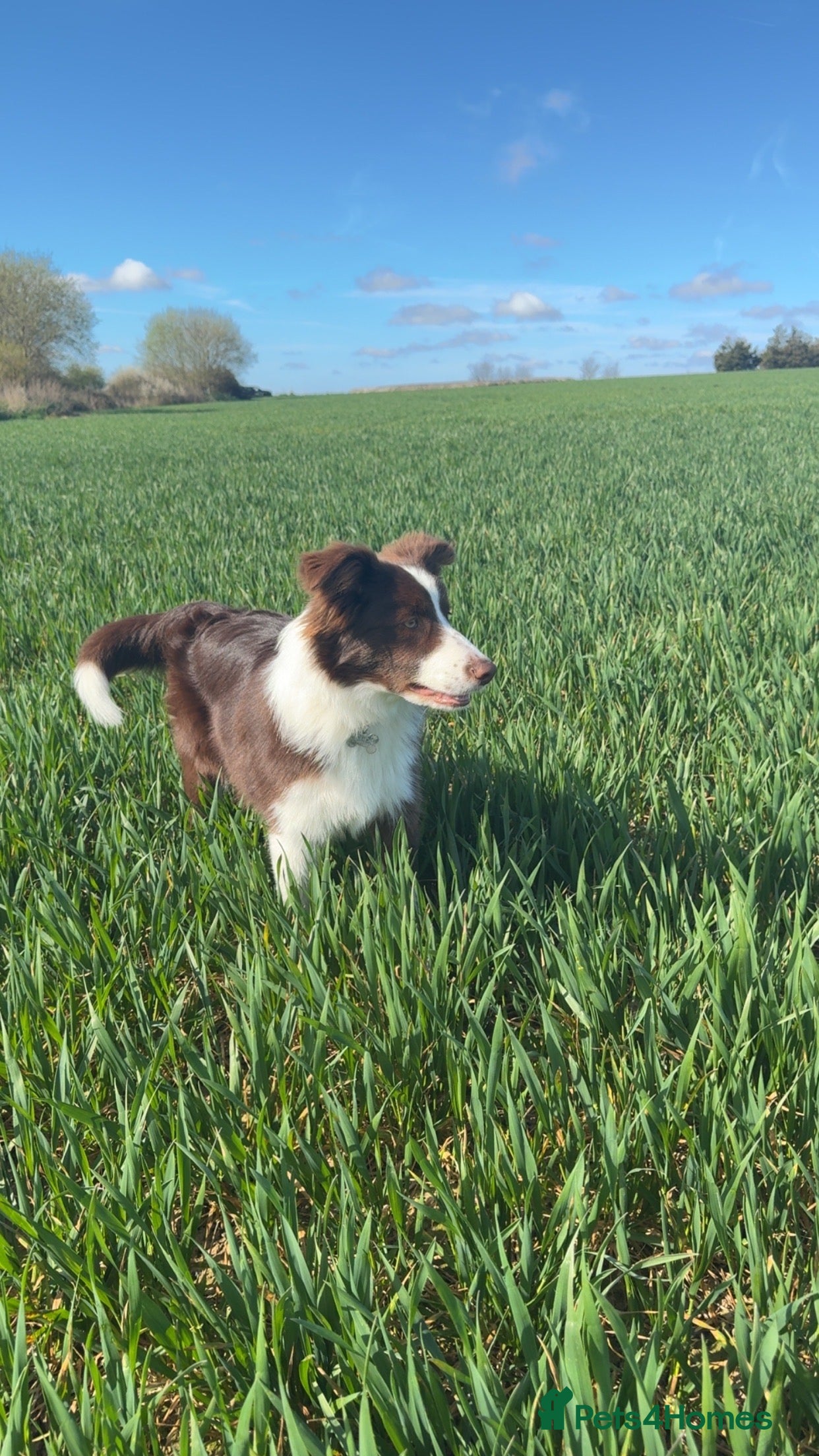 Border Collie dogs Red Border Collie For Stud - Advert 20