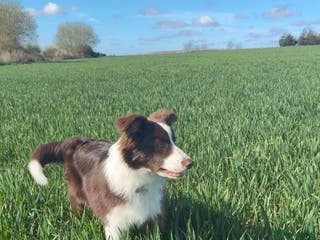 Border Collie dogs Red Border Collie For Stud - Advert 4