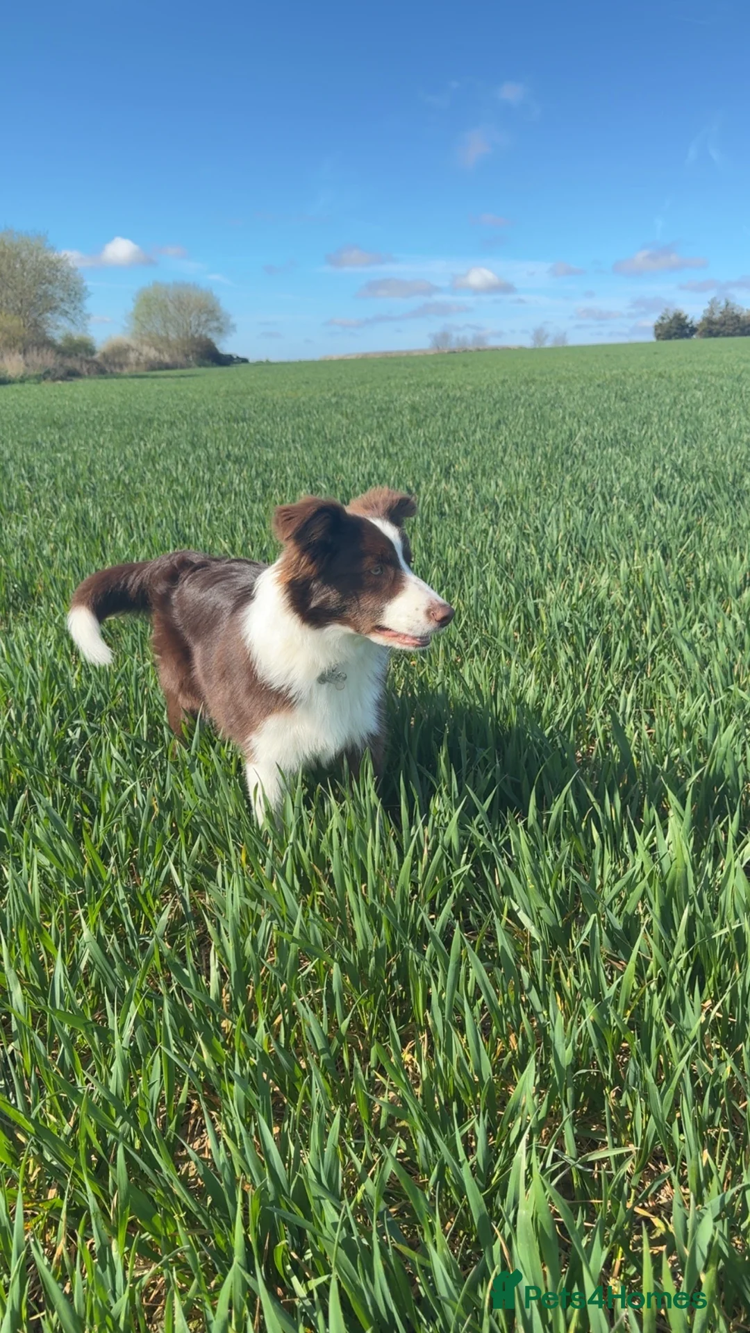 Border Collie dogs for stud: Red Border Collie For Stud - Advert 1