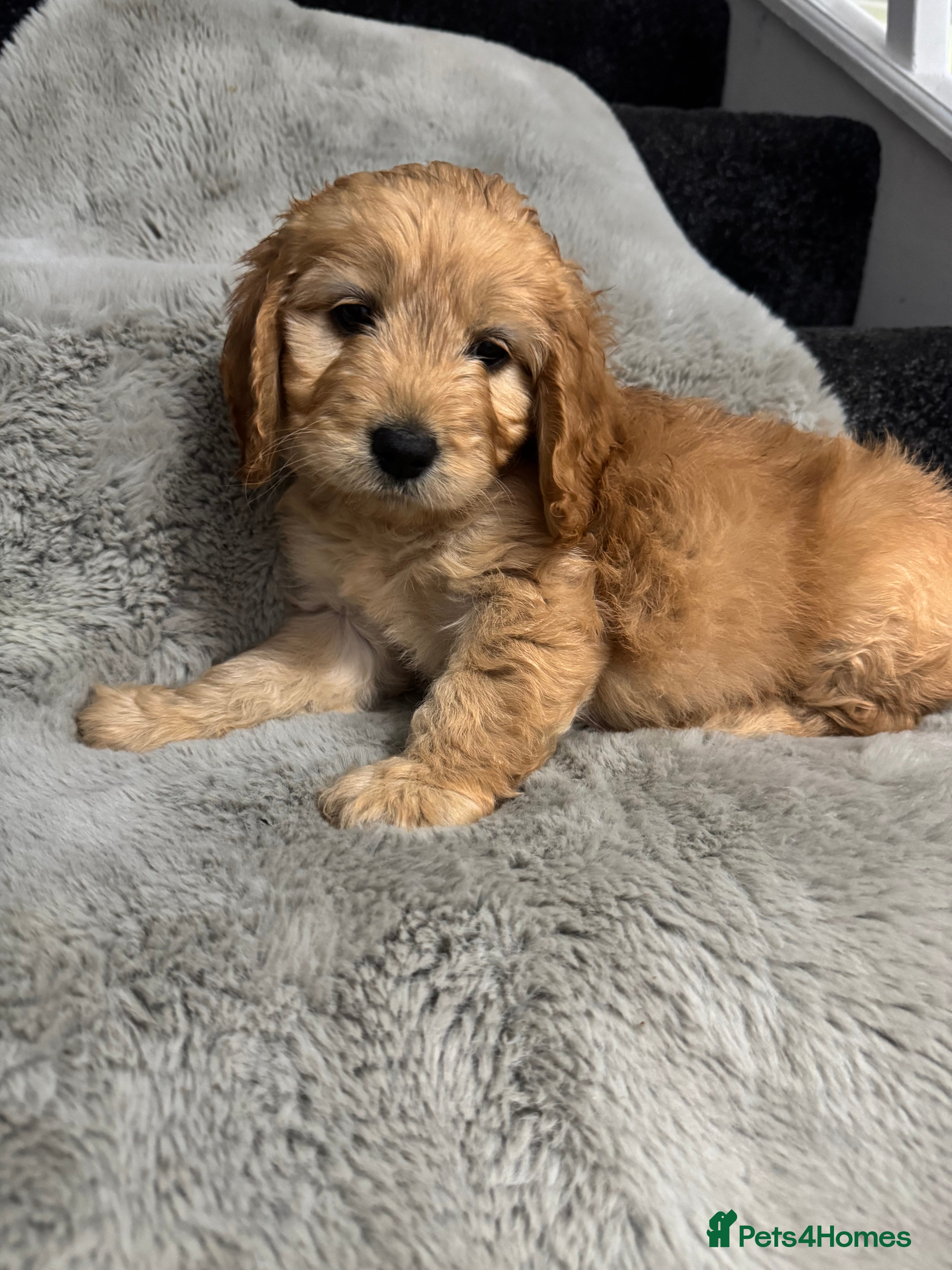 Cockapoo dogs Cockerpoo - Advert 1