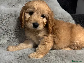Cockapoo dogs Cockerpoo - Advert 1