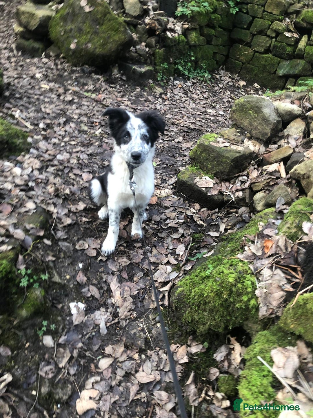 Border Collie dogs for stud: Mr dog - Advert 6