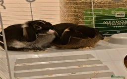 Mini Lop rabbits for sale: Mini lop rabbit - Image 5