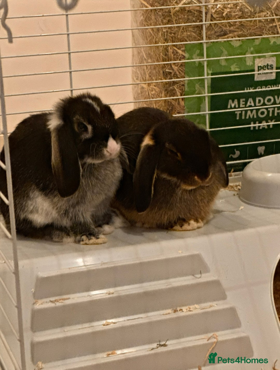 Mini Lop rabbits for sale: Mini lop rabbit - Image 5