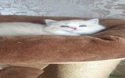 Ragdoll cats for sale: Last beautiful Snowleopard boy available  - Image 12