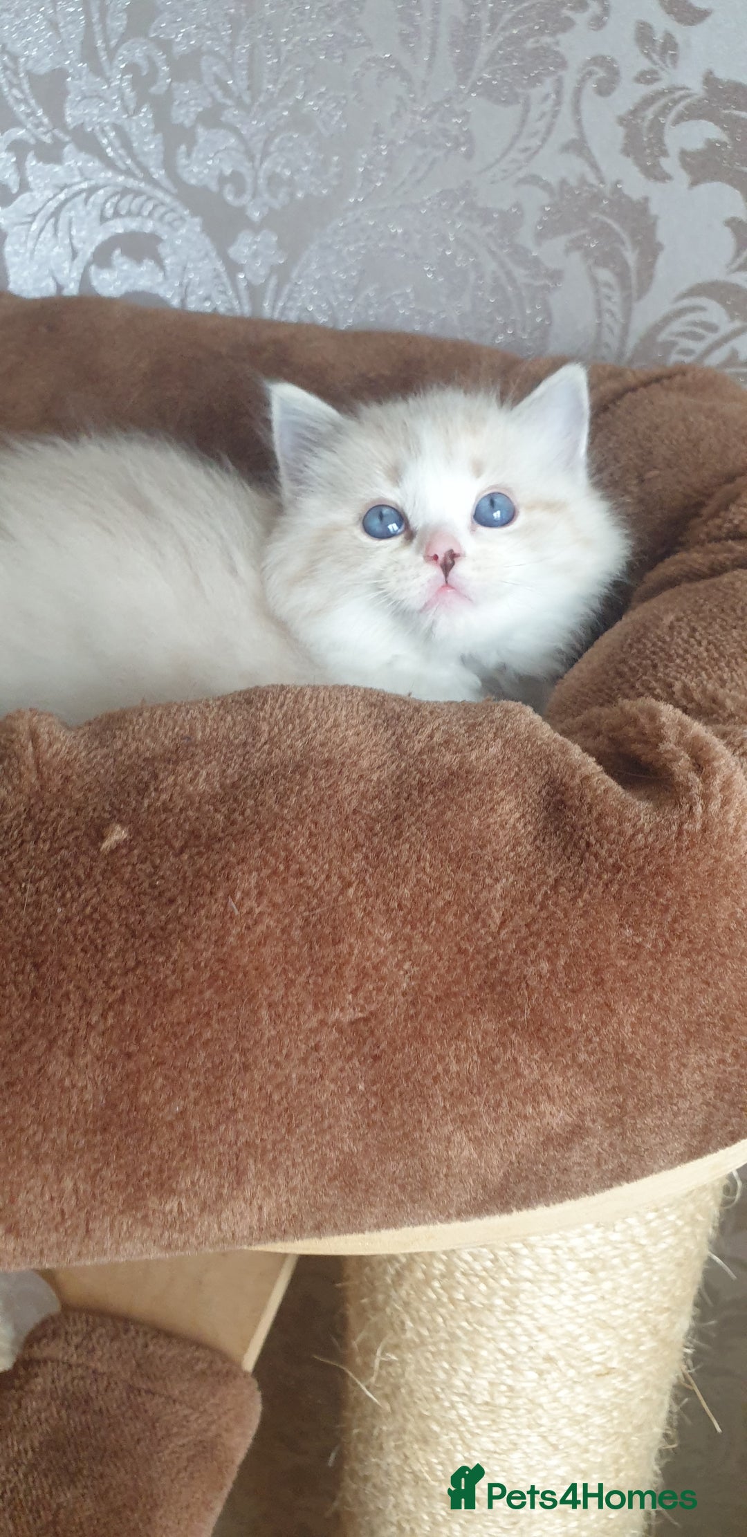 Ragdoll cats for sale: Last beautiful Snowleopard boy available  - Image 12