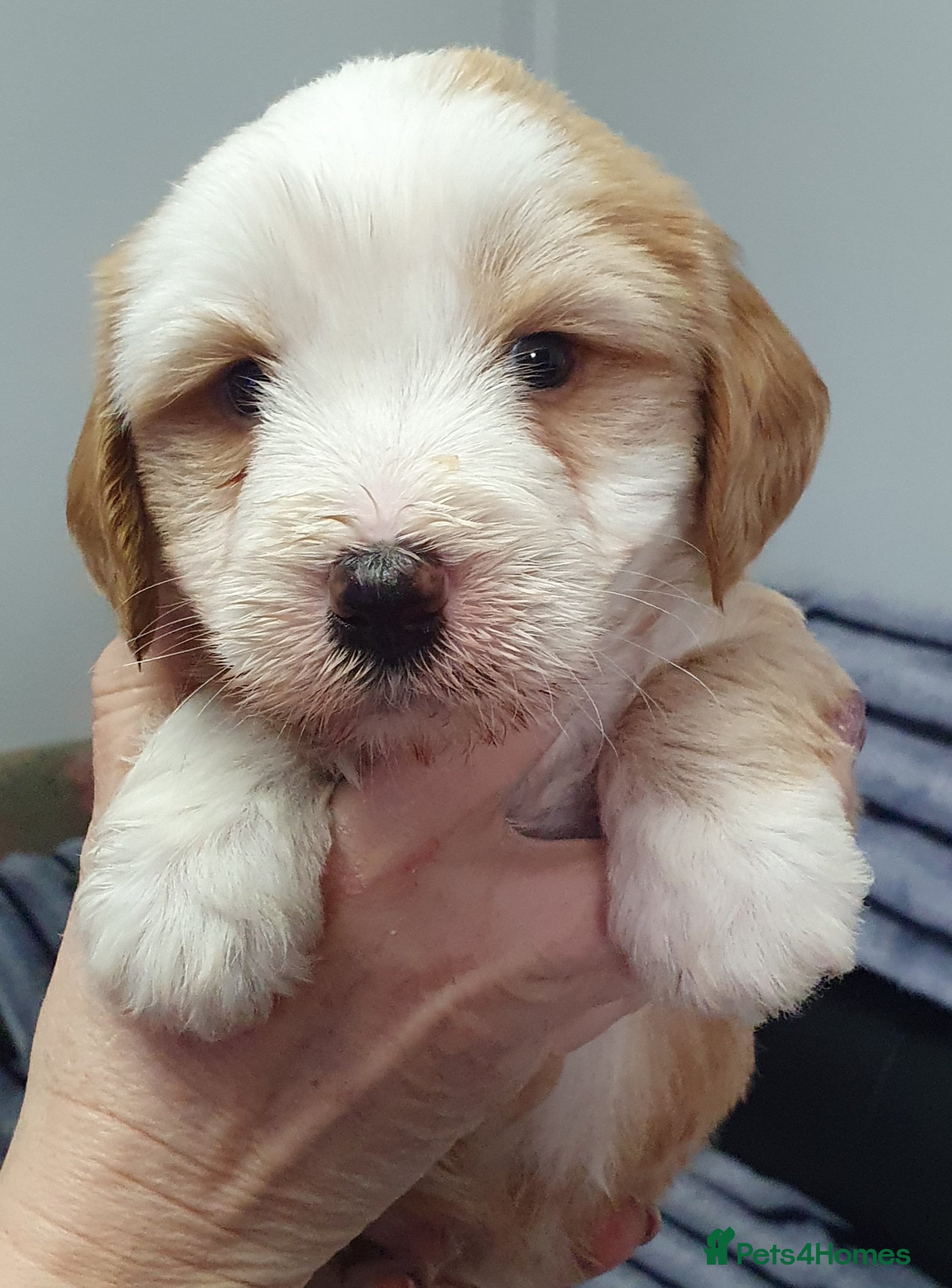 Tibetan Terrier dogs Stunning KCreged Tibetan terriers  - Advert 1