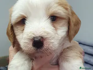 Tibetan Terrier dogs Stunning KCreged Tibetan terriers - Advert 3