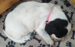 Sprocker dogs for sale: STRIKING SPROCKER SPANIEL PUPPIES  - Image 4