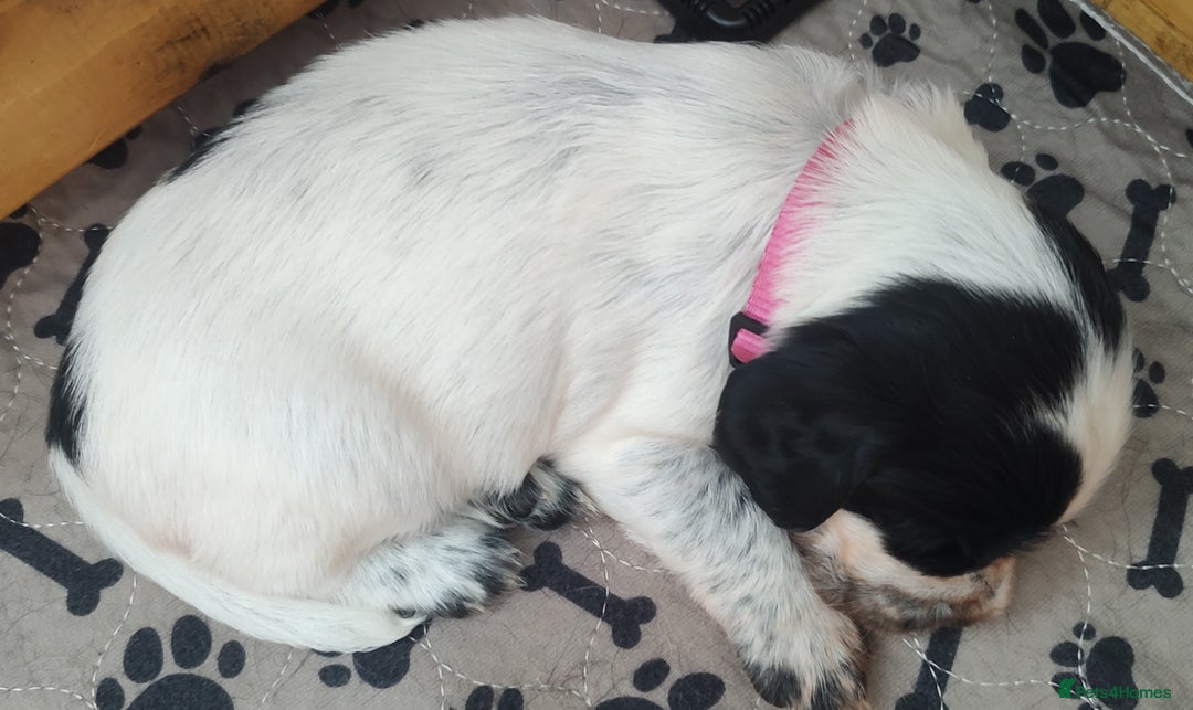 Sprocker dogs for sale: STRIKING SPROCKER SPANIEL PUPPIES  - Image 4