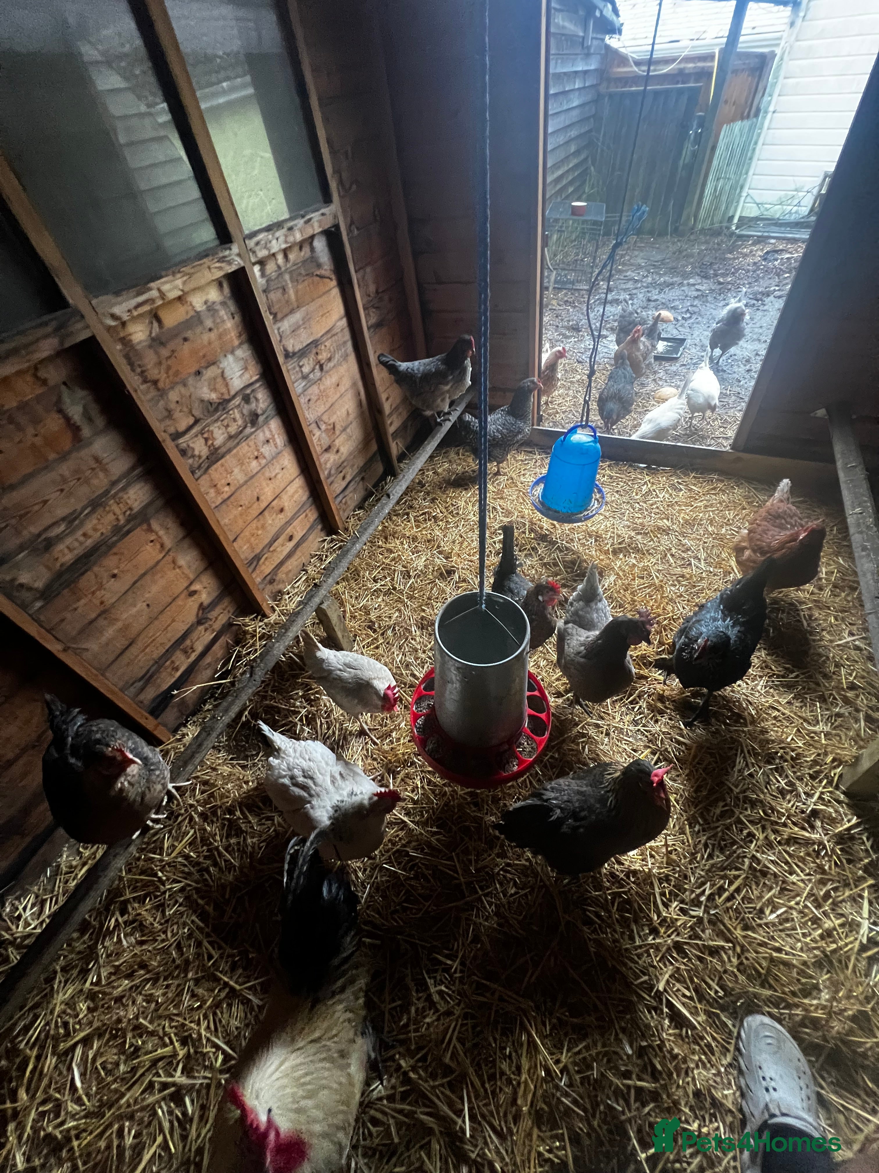 Chickens poultry 19 chickens  - Advert 6