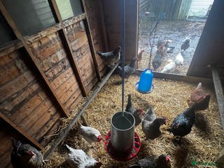 Chickens poultry 19 chickens - Advert 6