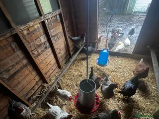 Chickens poultry 19 chickens - Advert 9