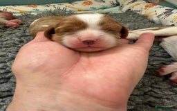 Cavalier King Charles Spaniel dogs for sale: Fully Health Tested Male CKCS Puppies - Image 25