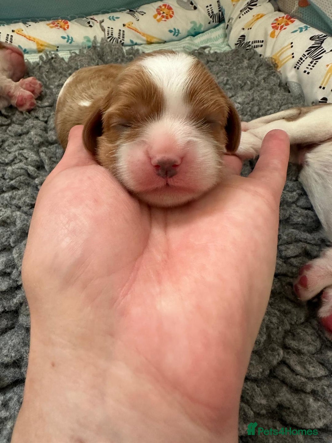 Cavalier King Charles Spaniel dogs for sale: Fully Health Tested Male CKCS Puppies - Image 25