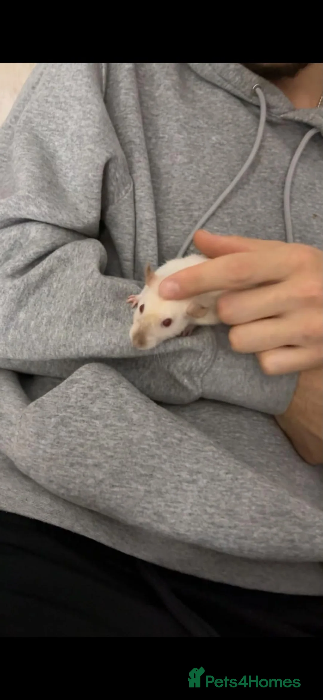 Rat rodents for sale: 2 8month old females rats - Advert 7