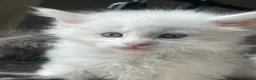 Maine Coon cats for sale: Maine Coon boy - Advert 13