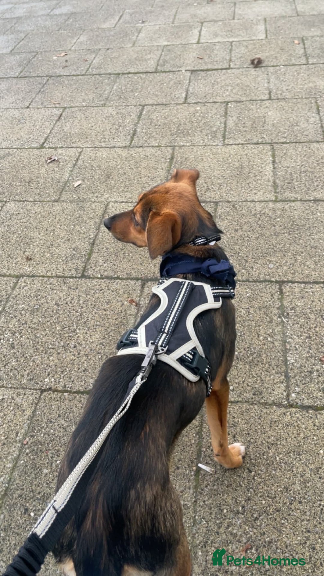 Mixed Breed dogs for adoption: Megan  - Advert 5