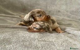 Dachshund dogs for sale: 4 weeks old dashounds - Image 2