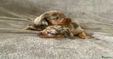Dachshund dogs - Advert 5