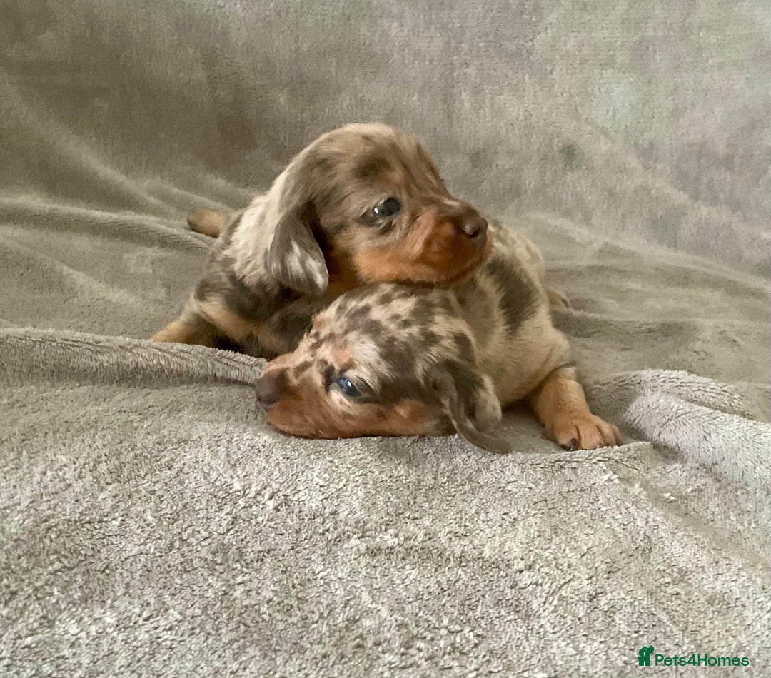Dachshund dogs for sale: 4 weeks old dashounds - Image 2