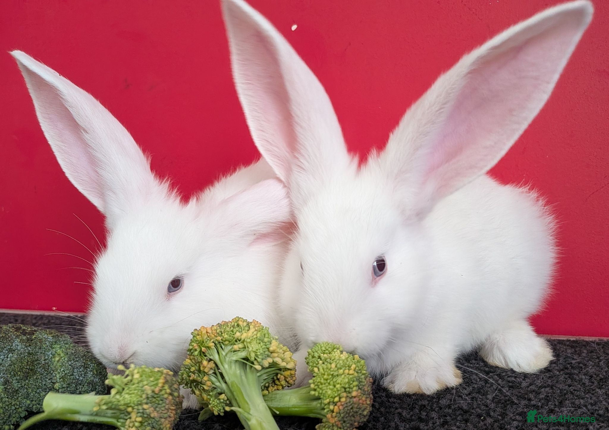 Continental Giant rabbits Continental Giant Rabbits For Sale - Advert 1