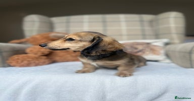 Miniature Dachshund dogs - Advert 6