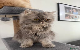 Persian cats for sale: Pedigree Persians for sale!  - Image 2