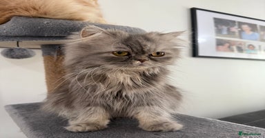 Persian cats - Advert 14