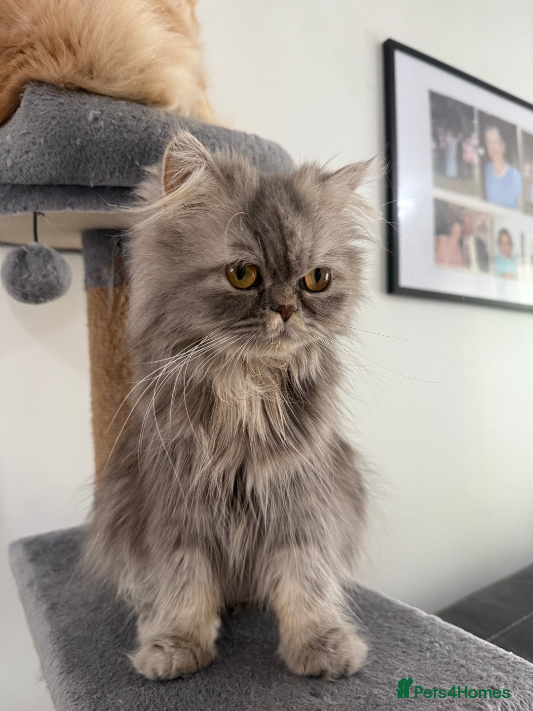 Persian cats for sale: Pedigree Persians for sale!  - Image 2