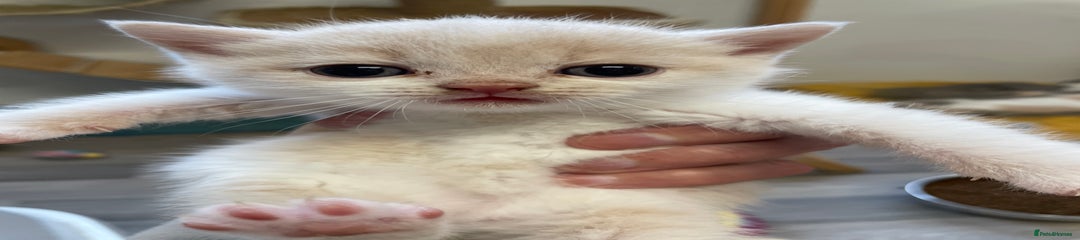 British Shorthair Kitten 1
