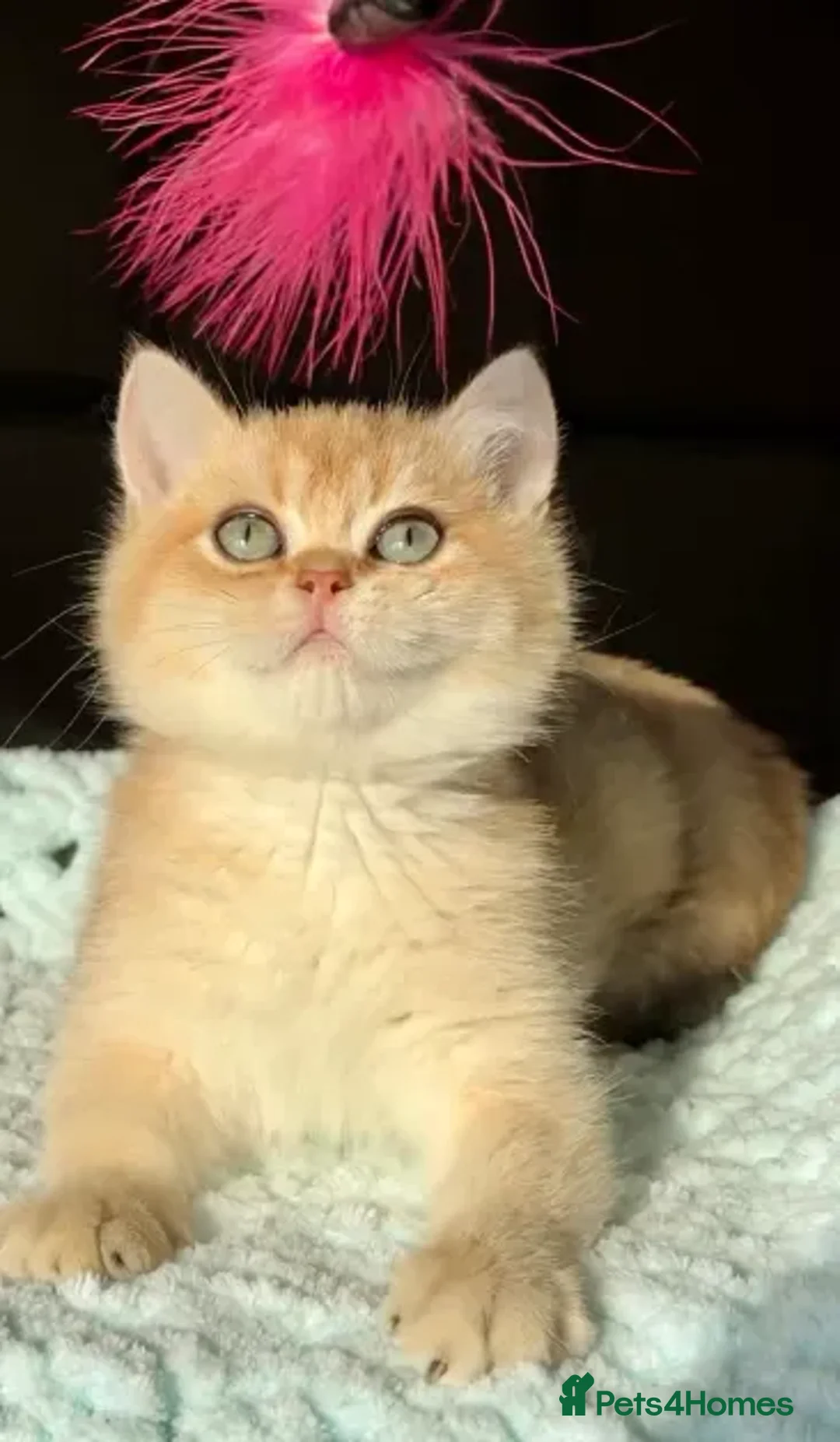 British Shorthair cats for sale: British Shorthair BSH Black Golden Shaded - Advert 4